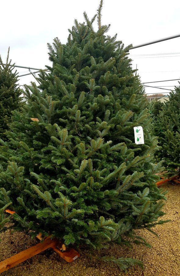 Xmas-Tree