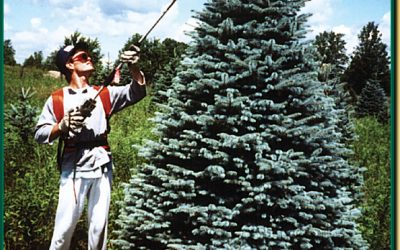 COLORADO BLUE SPRUCE