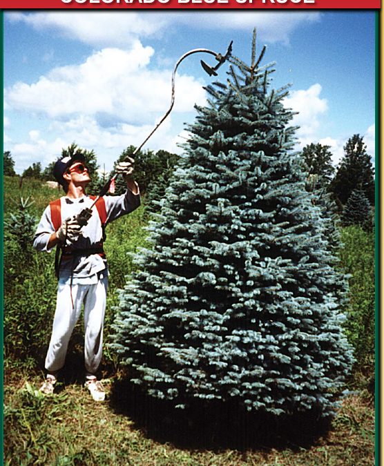 COLORADO BLUE SPRUCE