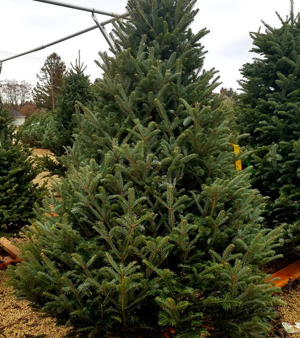 UPDATE 2021 Christmas Tree Lot at Heritage Hill Nursery will be open!