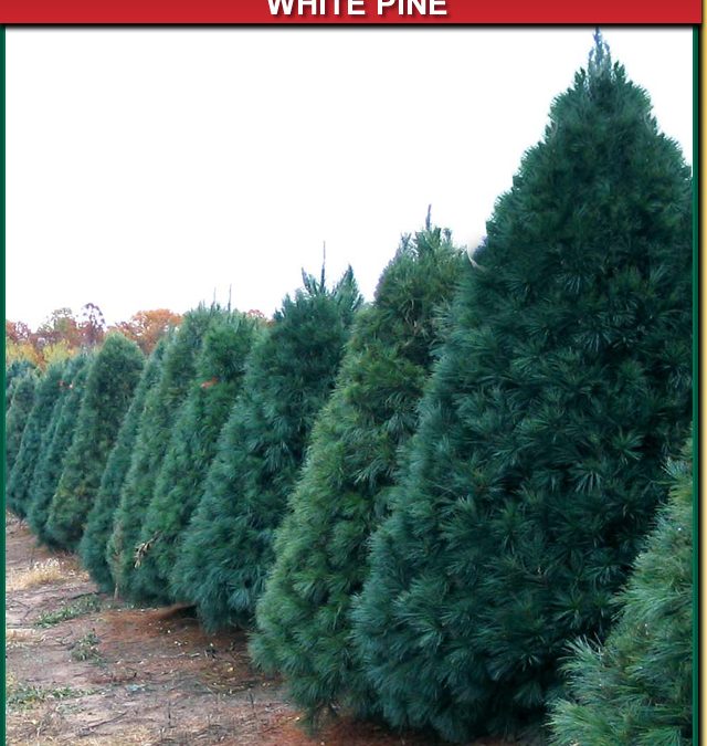 WHITE PINE