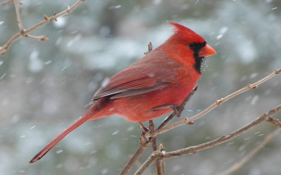 Wisconsin Gardner’s Seasonal Monthly Tips for December 2020