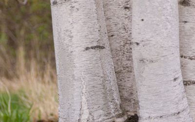 Whitespire Birch