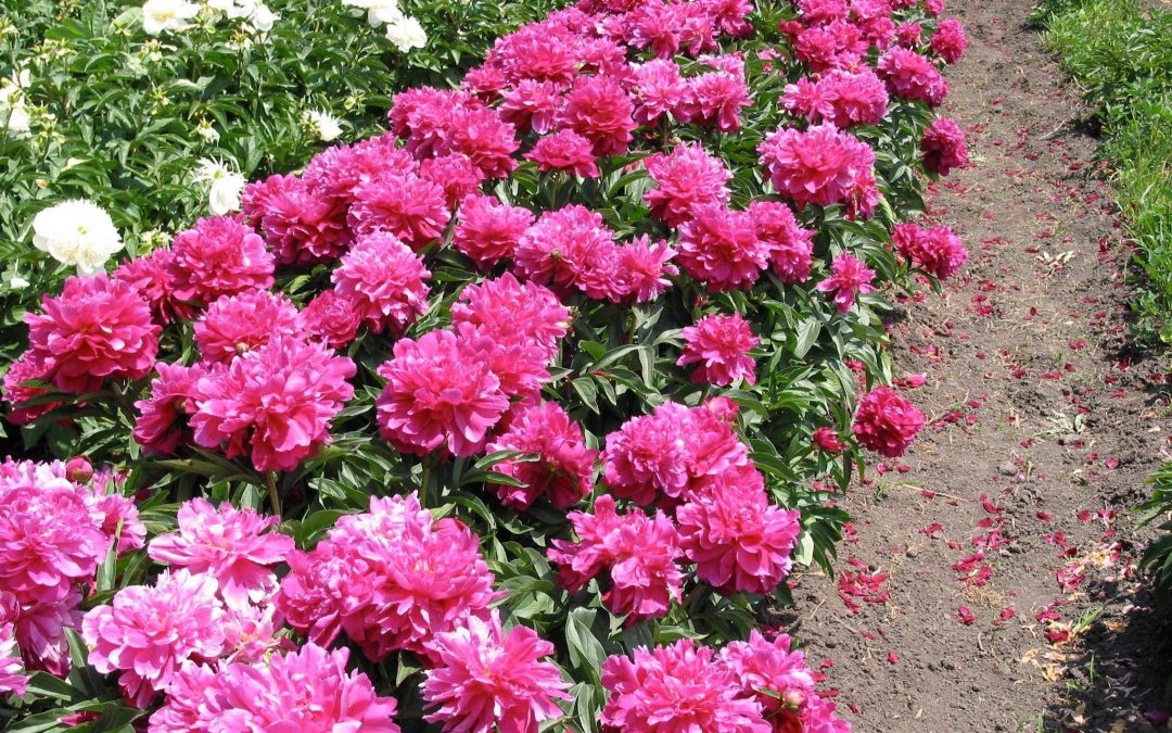 Peony Shawnee Chief-Red