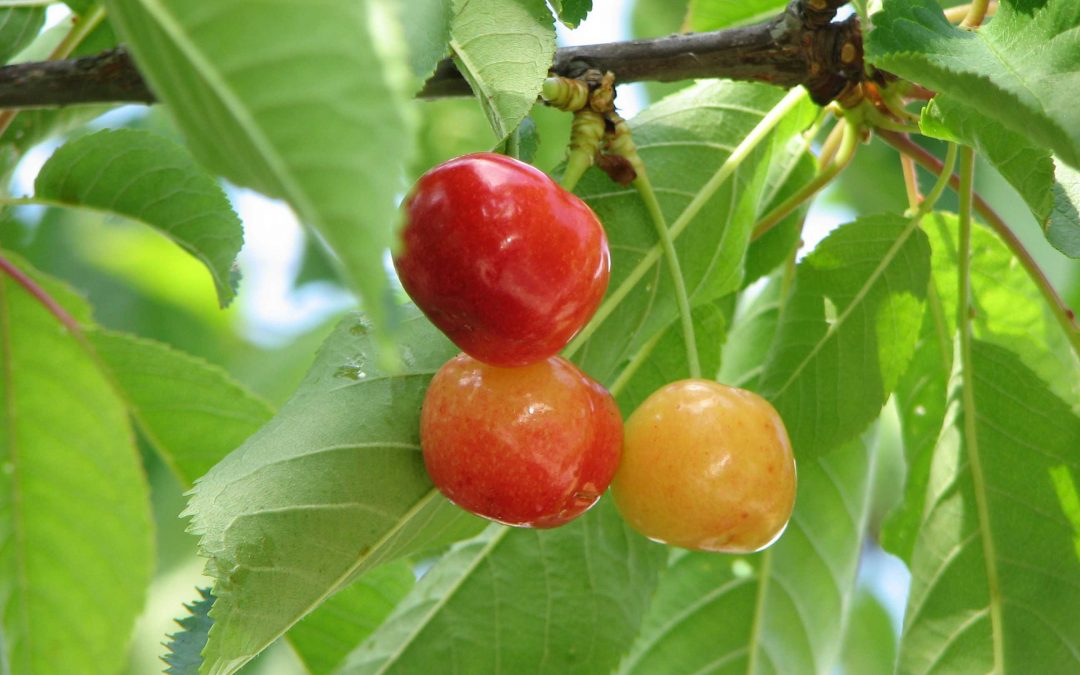 Rainier Sweet Cherry