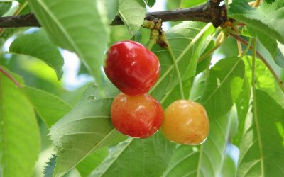 Rainier Sweet Cherry