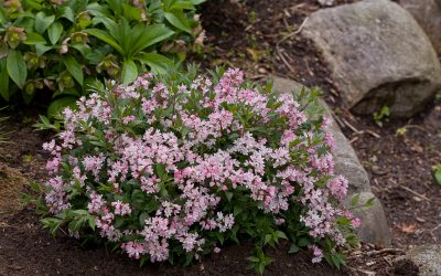 Deutzia Yuki Cherry Blossom