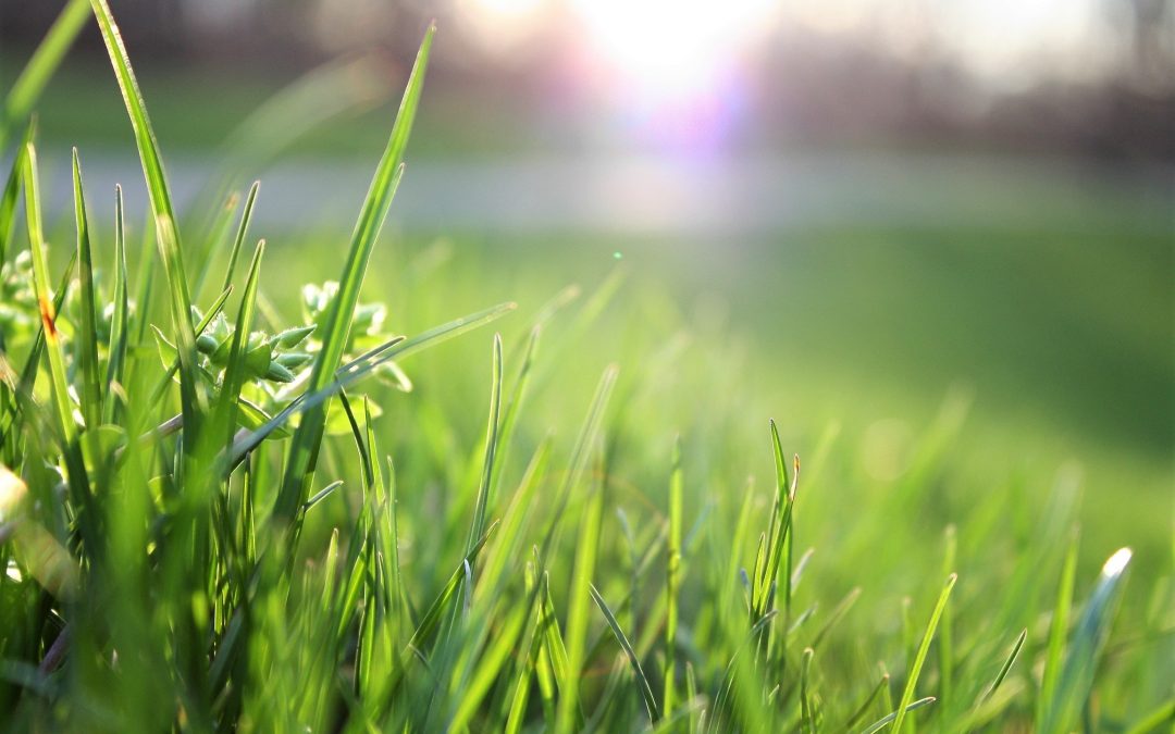 Wisconsin Gardner’s Seasonal Monthly Tips for May 2021