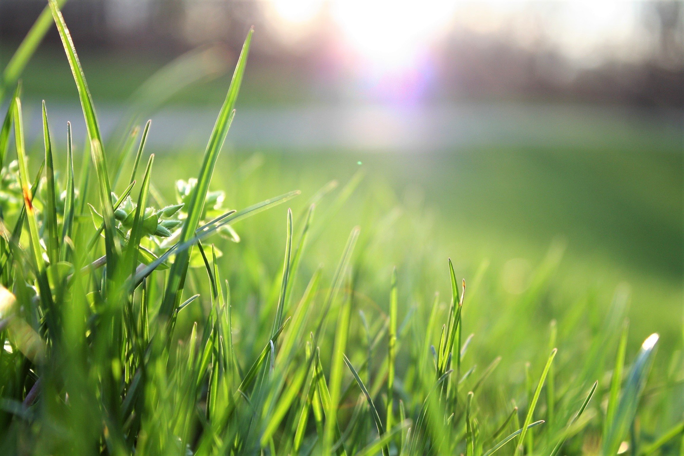 lawn-matthias-cooper-580900