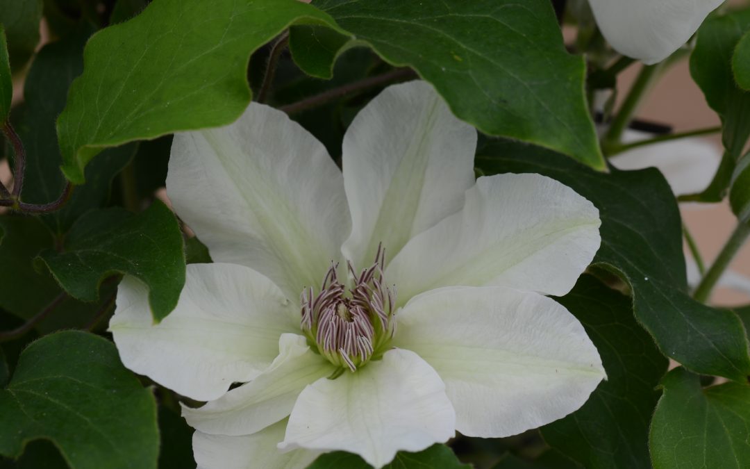 Boulevard Kitty Clematis