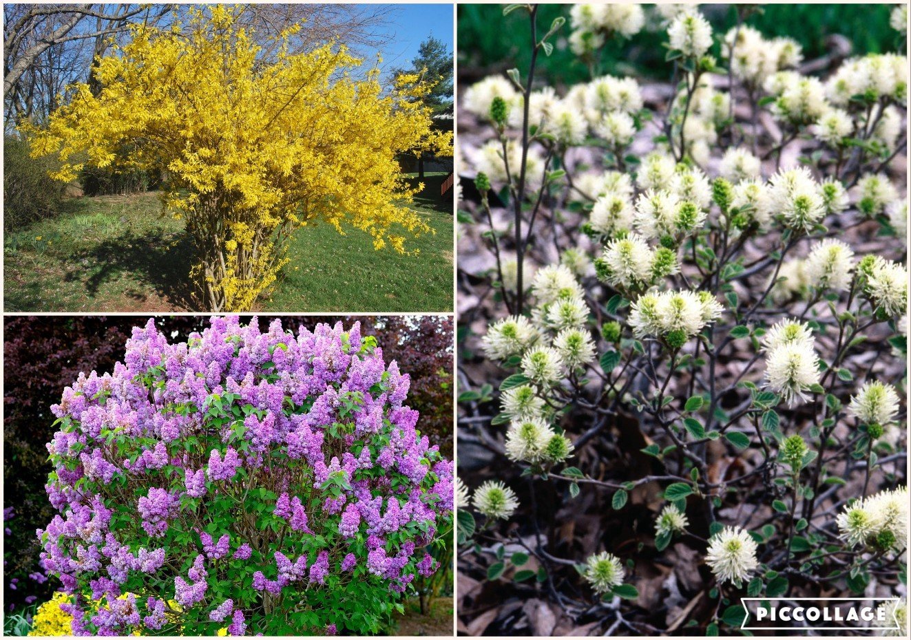 Shrub_Spring_Pruning