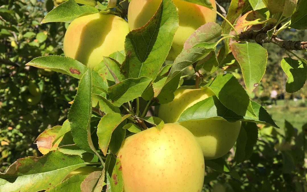 Honeygold Apple Tree