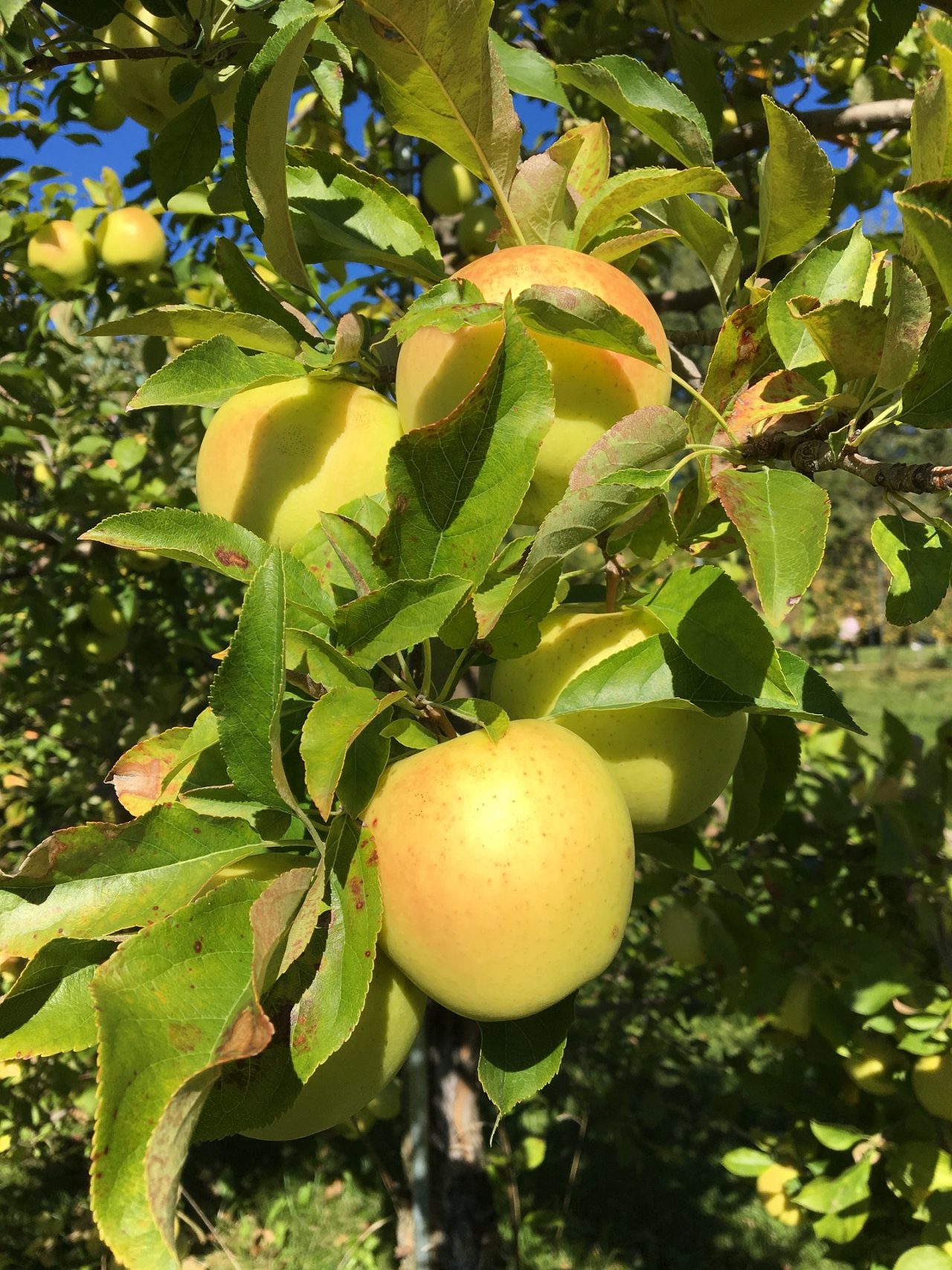 Honeygold Apple Tree Heritage Hill Nursery, Inc