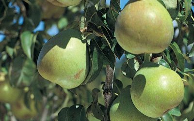 Bartlett Pear Tree