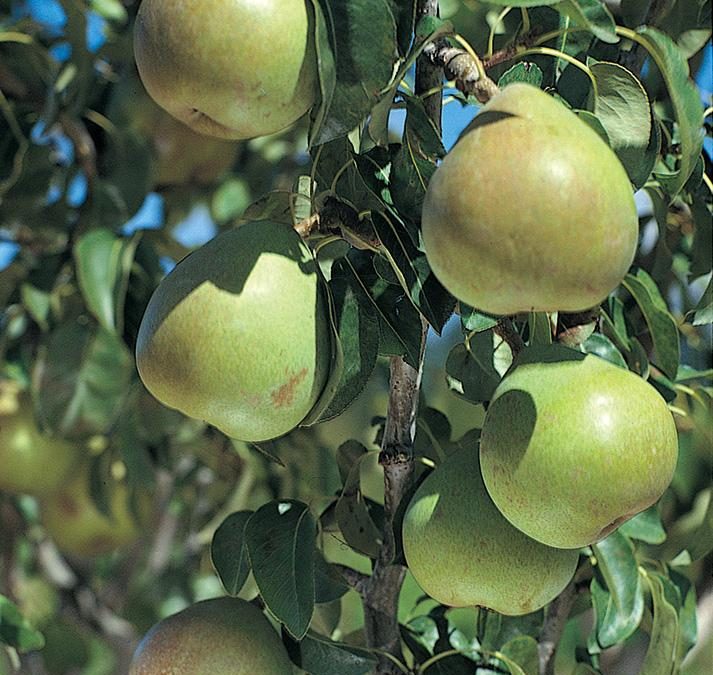 Bartlett Pear Tree