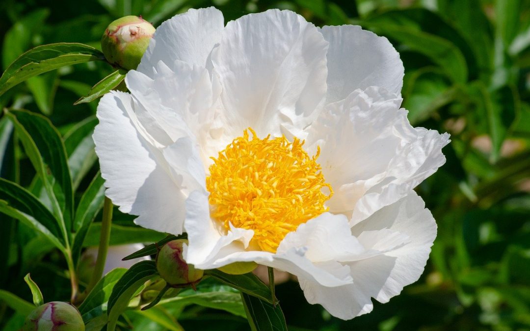 Krinkled White Peony