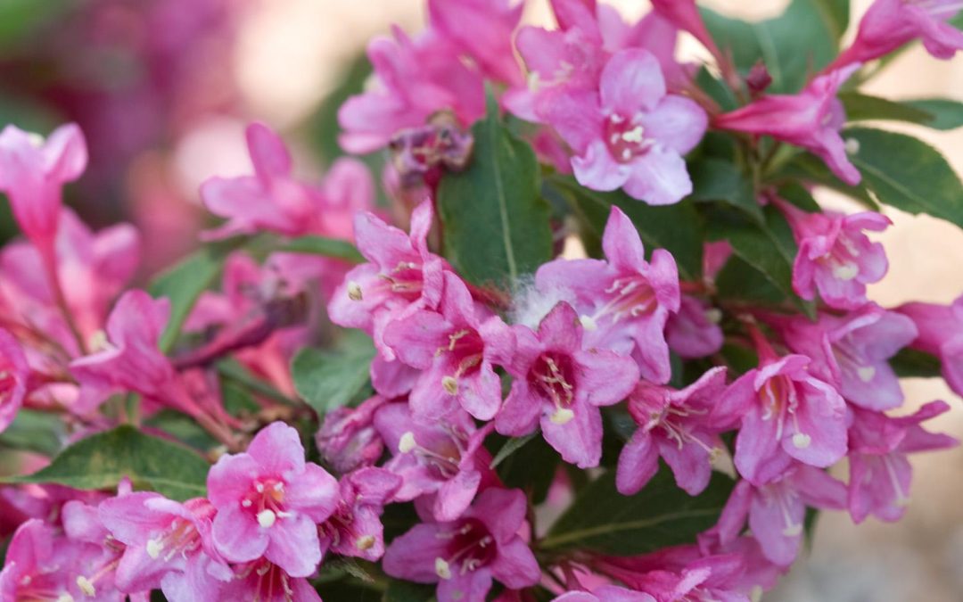 Sonic Bloom® Pink Weigela