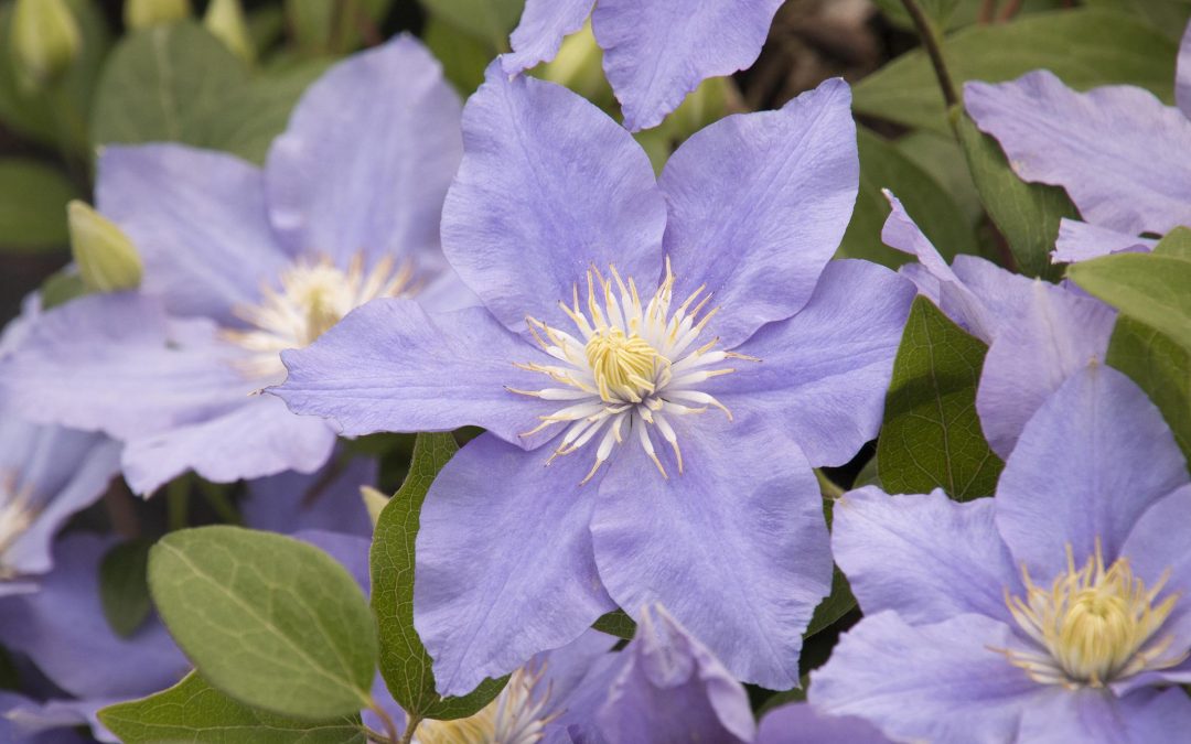 Boulevard® Zara™ Clematis