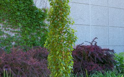 Parkland Pillar Birch