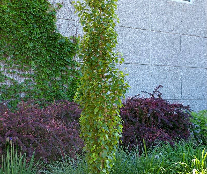 Parkland Pillar Birch