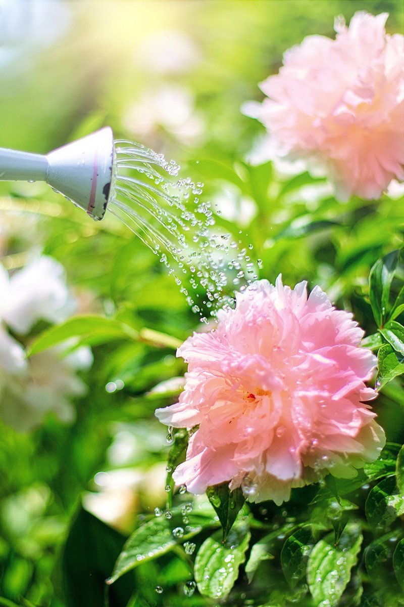 Perennial-watering-2389941_1280