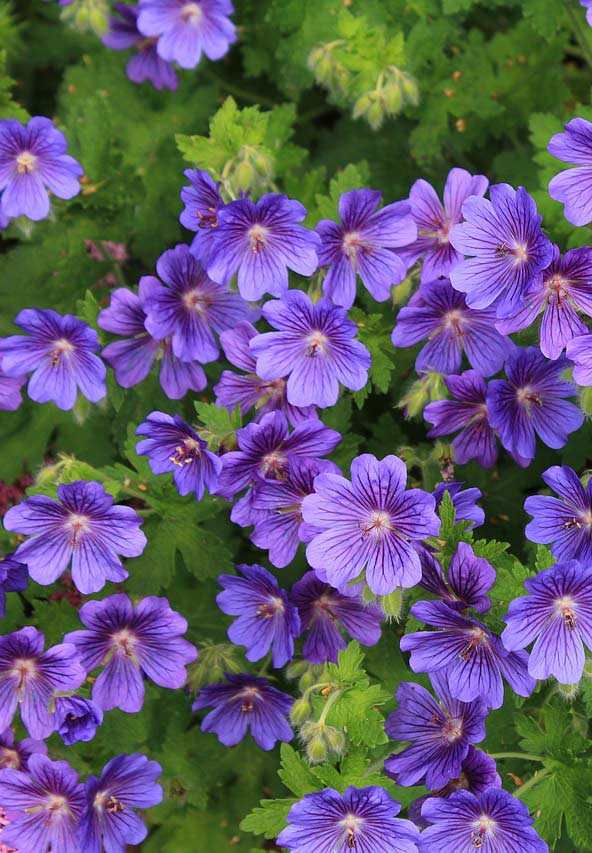 Perennial_geranium-3483467_1280