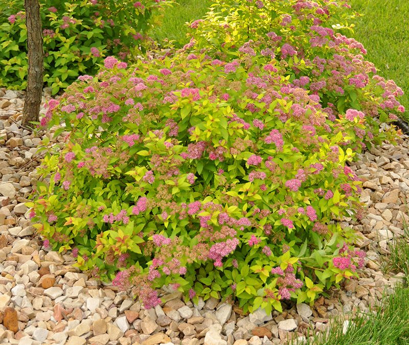 Wisconsin Gardner’s Seasonal Monthly Tips for July 2021