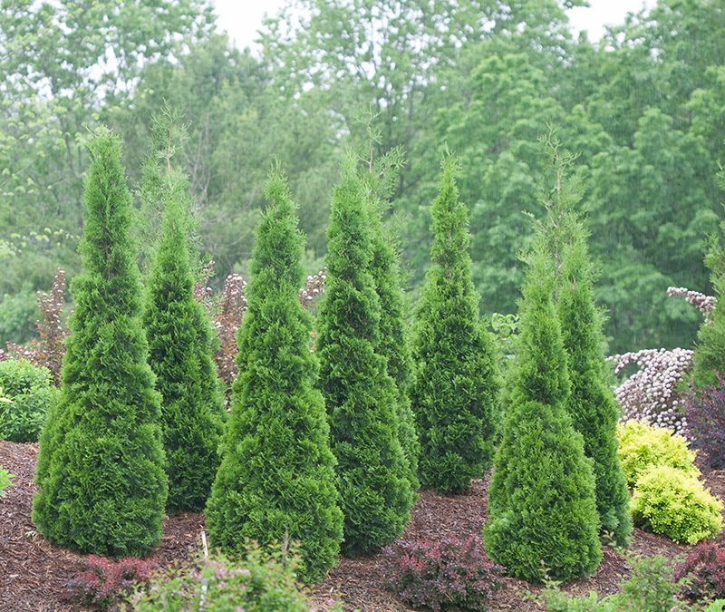 North Pole Arborvitae