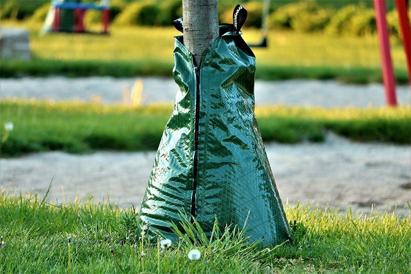 Tree-Watering
