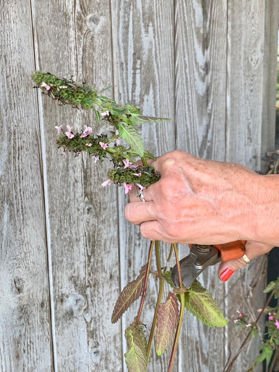 Deadheading_perennials
