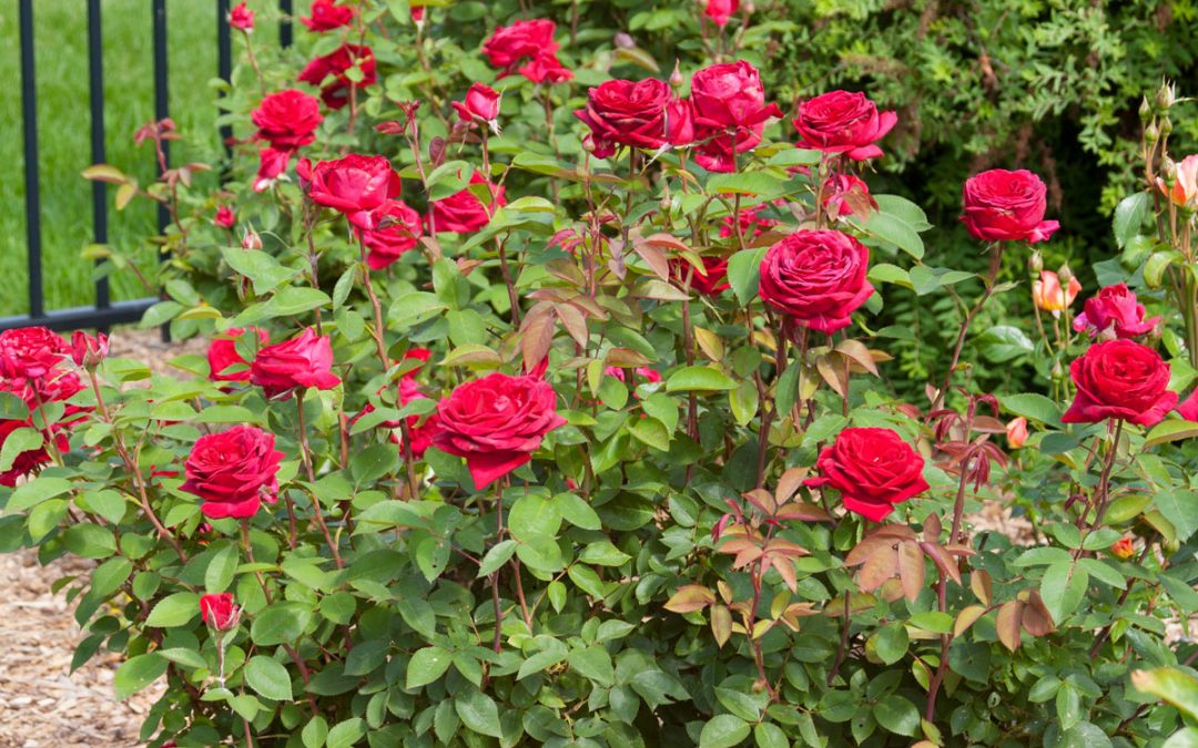 Easy Elegance® Kashmir Rose