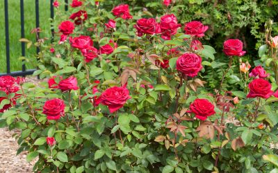 Easy Elegance® Kashmir Rose