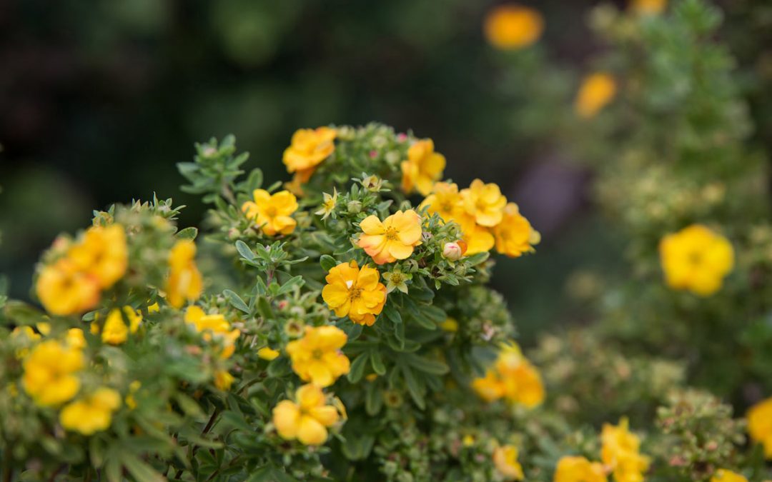 First Editions Marmalade Potentilla