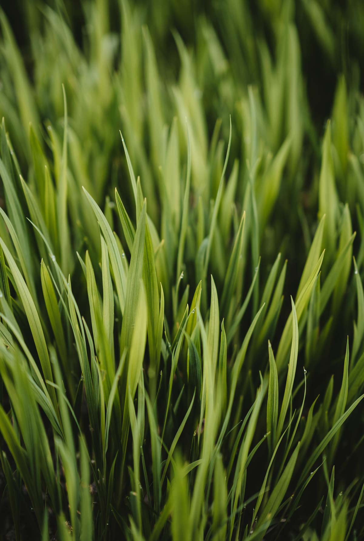 Grass