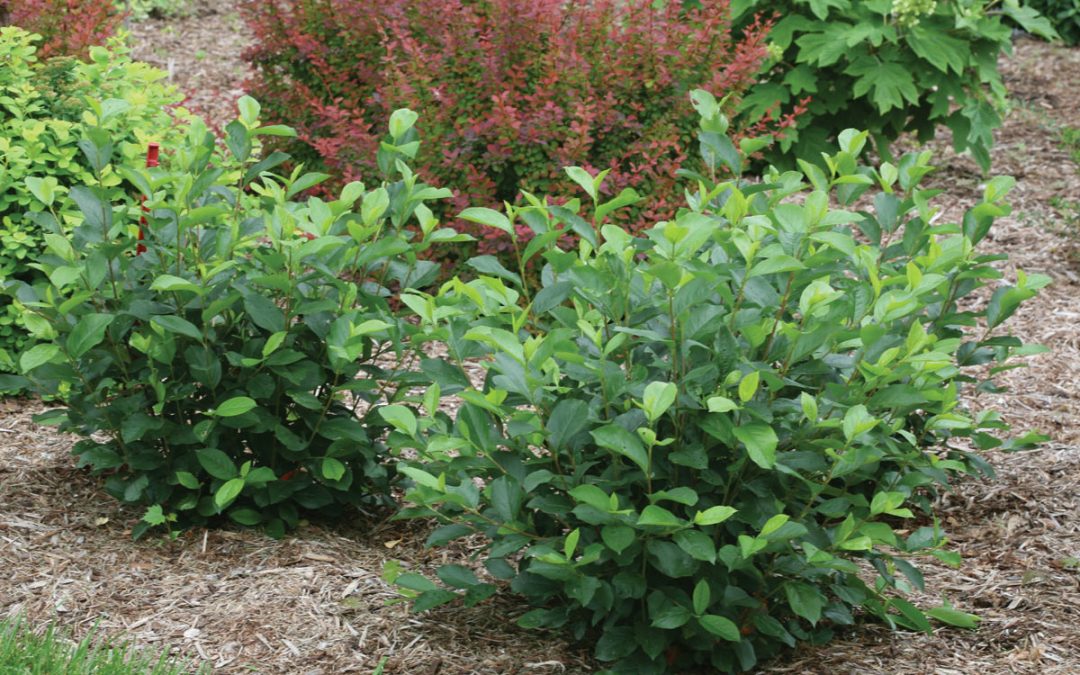 Low Scape® Mound Chokeberry