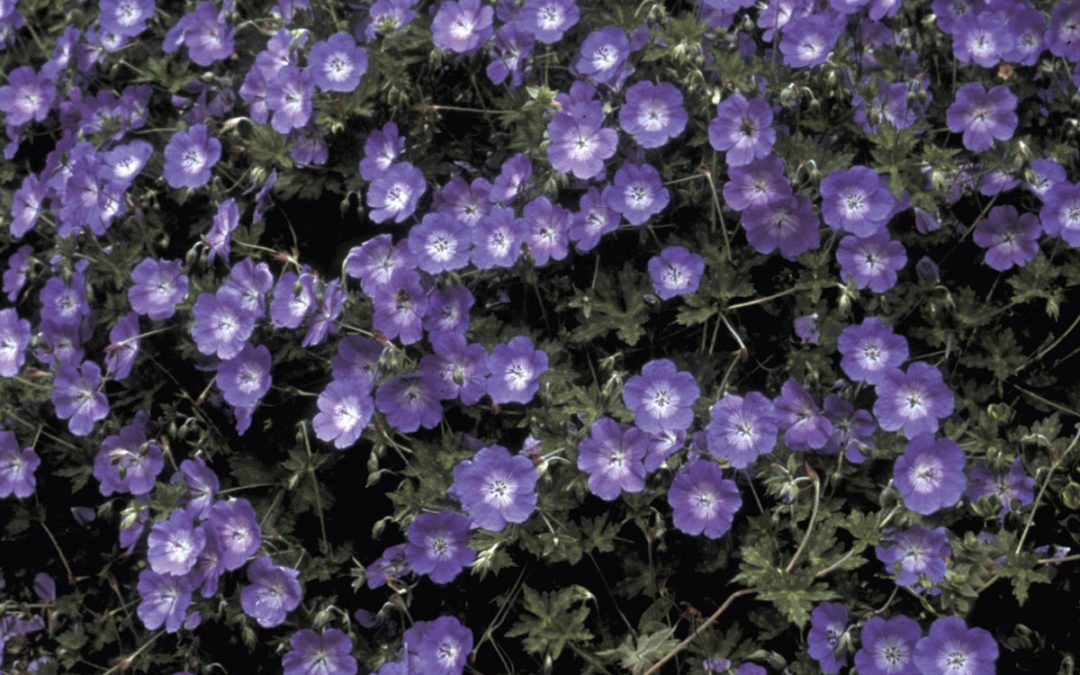 Rozanne Hybrid Cranesbill