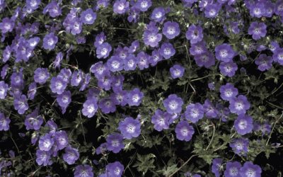 Rozanne Hybrid Cranesbill