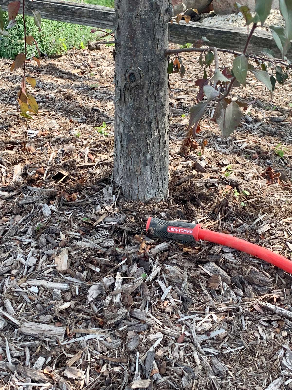 Watering_tree