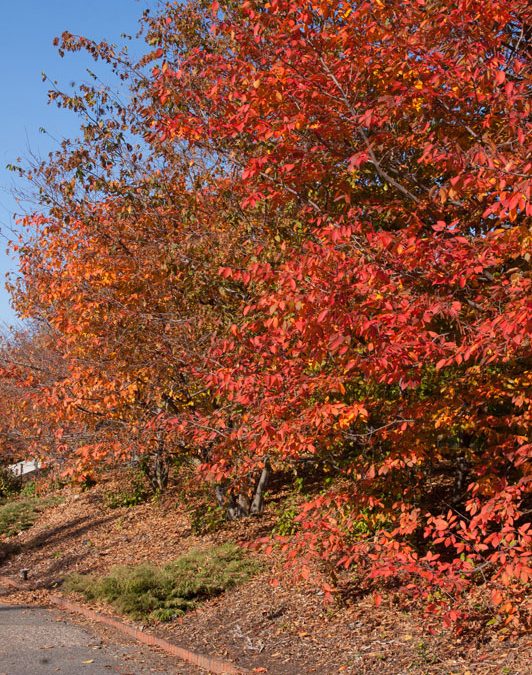 Blue Beech