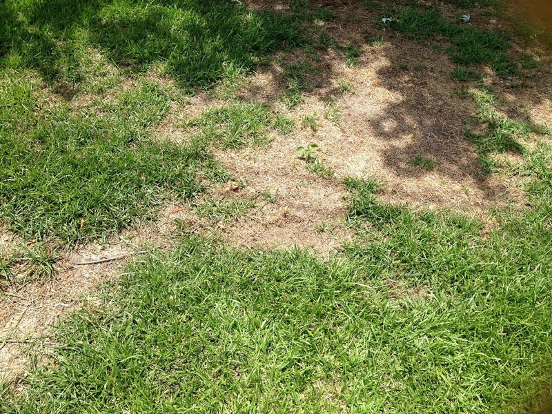 Lawn