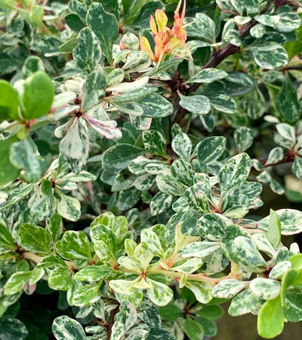 Proven Winners Sunjoy Sequins Barberry