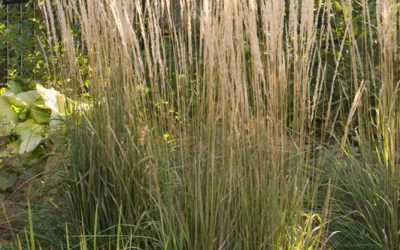 Karl Foerster Feather Reed Grass