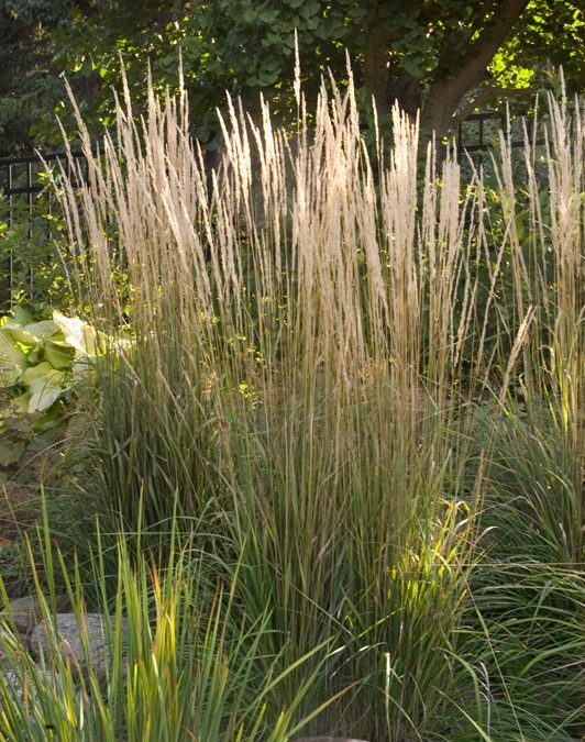 Karl Foerster Feather Reed Grass