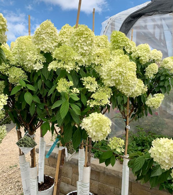 Limelight Hydrangea Tree Form