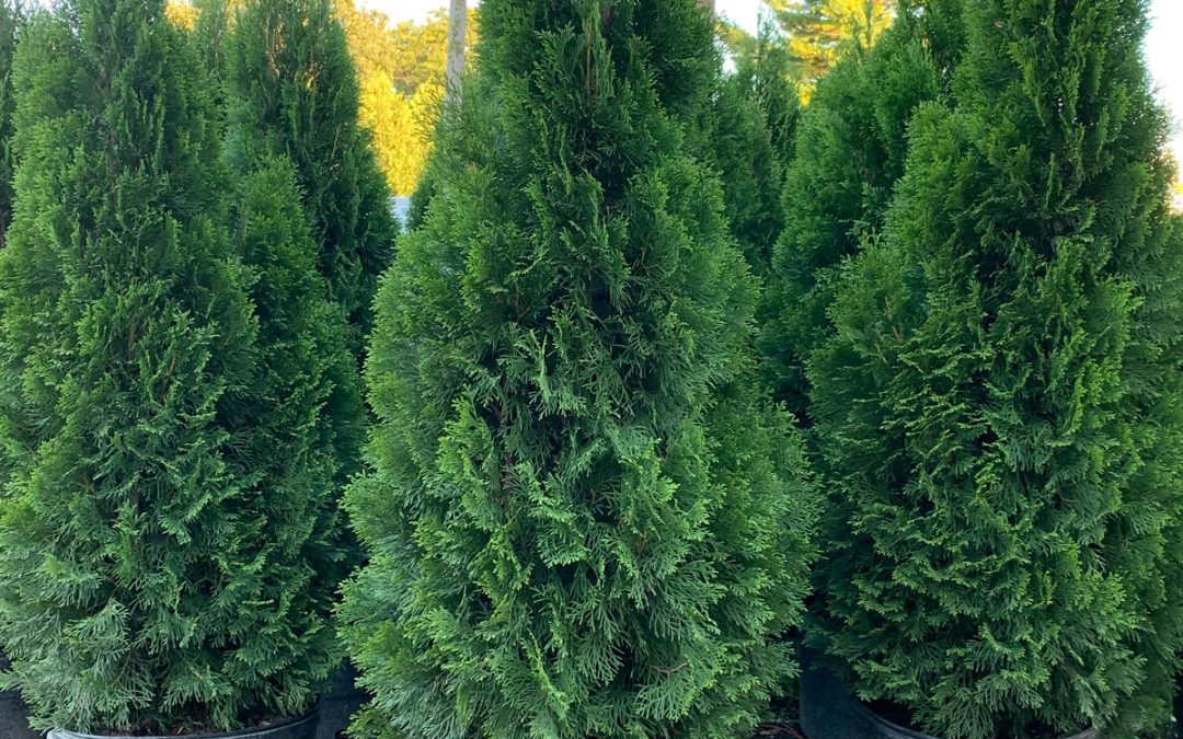 Emerald Green Arborvitae