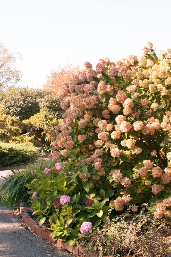 Shrub_HydpanLimelight-02-4220-1