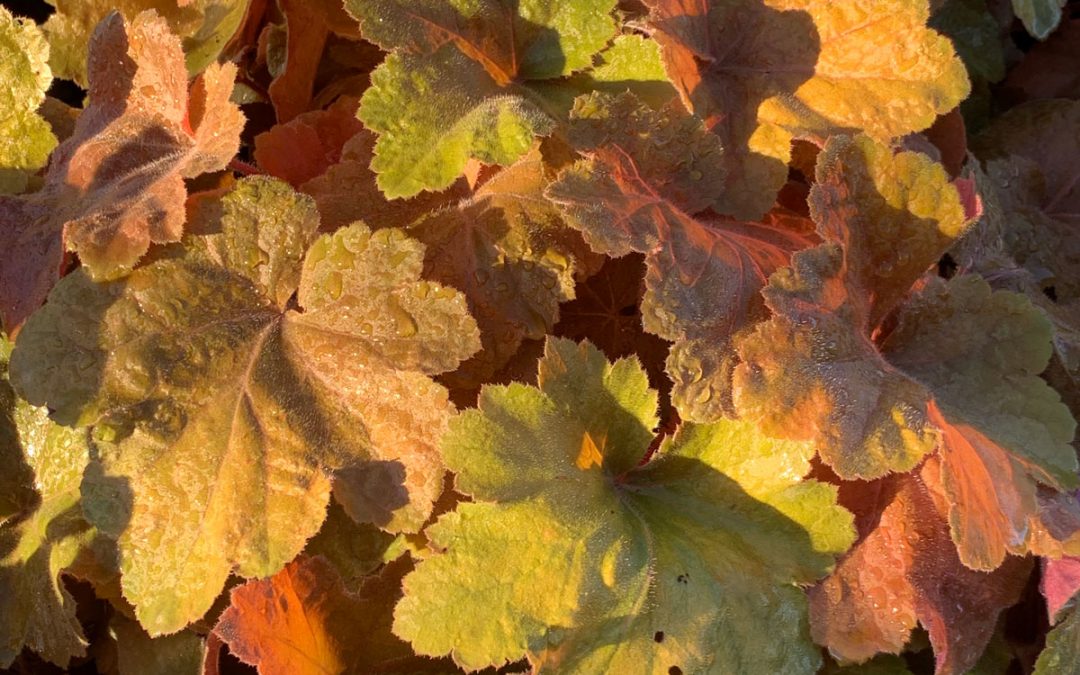 Southern Comfort Heuchera