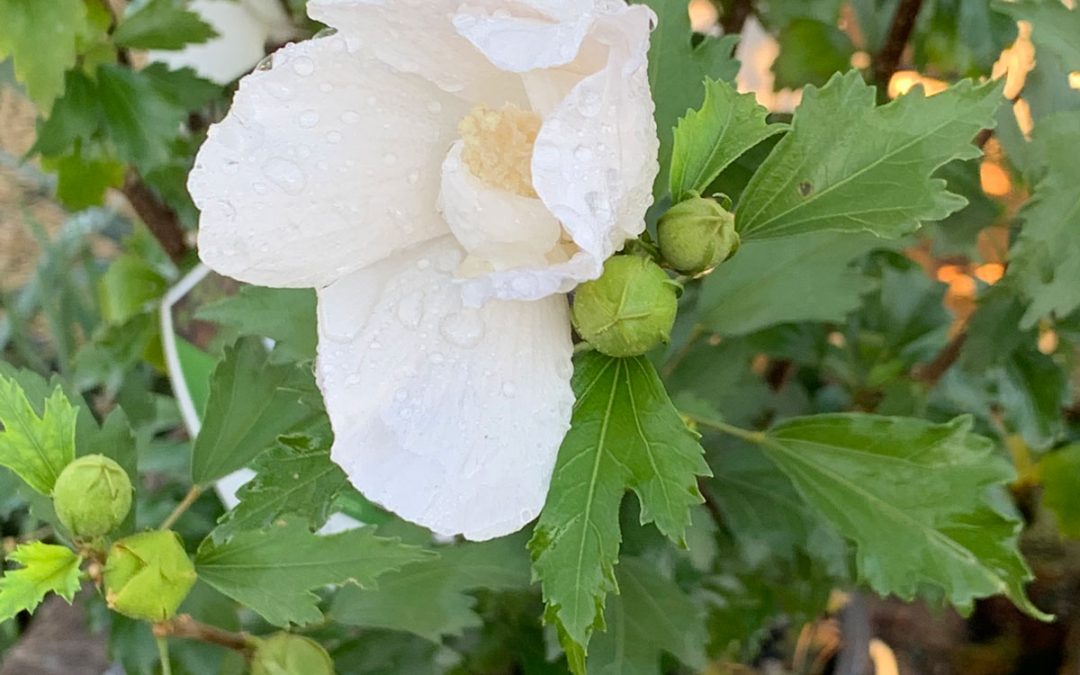 White Pillar Rose of Sharon
