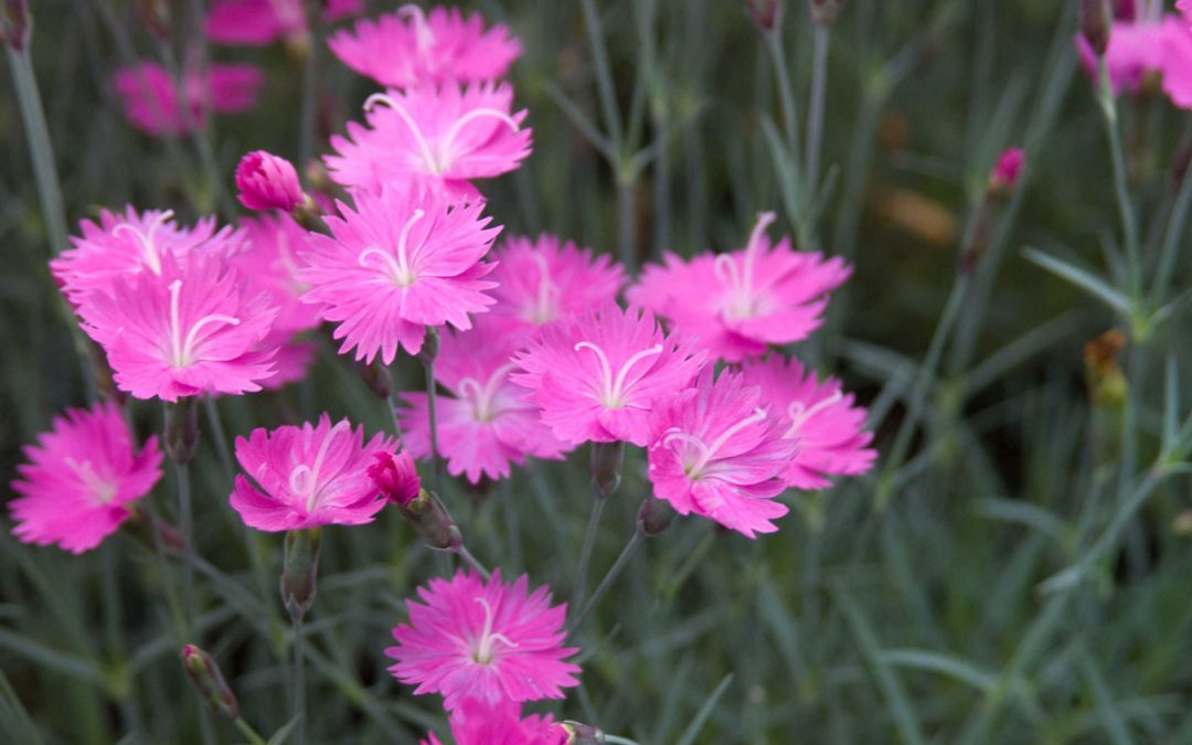 Firewitch Dianthus