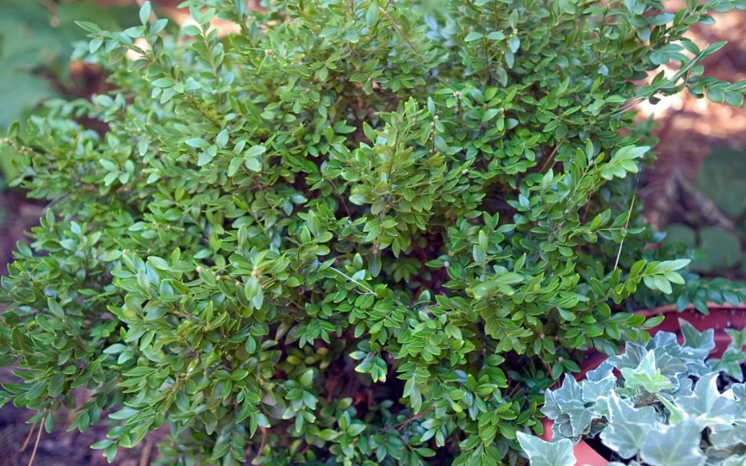 Chicagoland Green Boxwood